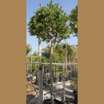 LIGUSTRUM JAPONICUM ‘TEXANUM’ TREE (ΛΙΓΟΥΣΤΡΟ ΤΕΞΑΝΟΥΜ ΔΕΝΔΡΩΔΕΣ) (2)