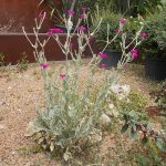 LYCHNIS CORONARIA (ROSE CAMPION OR DUSTY MILLER OR MULLEIN PINK OR BLOODY WILLIAM)