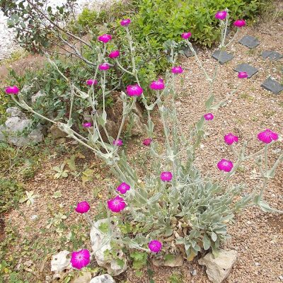 LYCHNIS CORONARIA (ROSE CAMPION OR DUSTY MILLER OR MULLEIN PINK OR BLOODY WILLIAM)