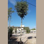 METROSIDEROS EXCELSUS TREE (ΜΕΤΡΟΣΙΔΗΡΟΣ ΔΕΝΔΡΟ)