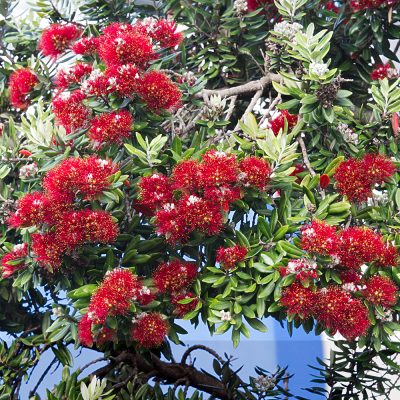 METROSIDEROS EXCELSUS TREE (NEW ZEALAND CHRISTMAS TREE OR NEW ZEALAND CHRISTMAS BUSH OR IRON TREE OR POHUTUKAWA TREE)