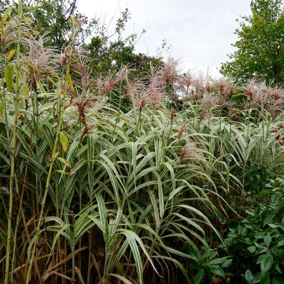 MISCANTHUS SINENSIS 'COSMOPOLITAN' (MAIDEN GRASS OR EULALIA OR CHINESE SILVER GRASS OR JAPANESE SILVER GRASS 'COSMOPOLITAN')