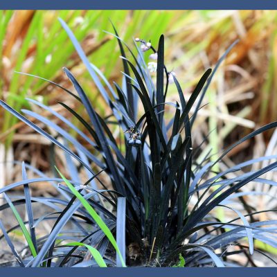 OPHIOPOGON PLANISCAPUS 'NIGER' (BLACK MONDO GRASS)