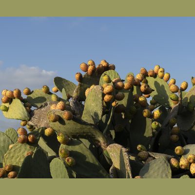 OPUNTIA FICUS- INDICA (INDIAN FIG OPUNTIA OR FIG OPUNTIA OR PRICKLY PEAR)