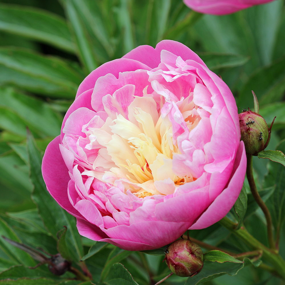 PAEONIA 'BOWL OF BEAUTY' (ΠΑΙΩΝΙΑ)