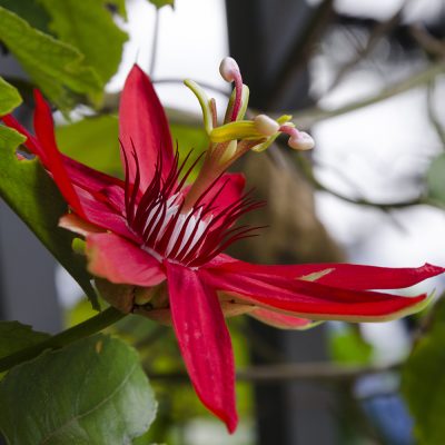 PASSIFLORA VITIFOLIA (RED GRANADILLA OR RED PASSION FLOWER OR RED PASSION VINE 'SCARLET FLAME')