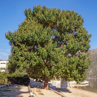 PAULOWNIA TOMENTOSA (PRINCESS TREE OR EMPRESS TREE OR FOXGLOVE TREE)