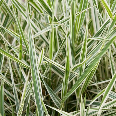 PHALARIS ARUNDINACEA 'PICTA' (GARDENER'S GARTERS OR BRIDE'S LACES OR FRENCH GRASS OR LADY GRASS OR LADY'S GARTERS OR LADY'S LACES OR LADY'S RIBBONS OR PAINTED GRASS OR RIBBON GRASS OR SILVER GRASS OR REED CANARY GRASS)
