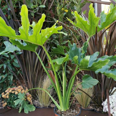 PHILODENDRON SELLOUM (LACY TREE PHILODENDRON OR HORSEHEAD PHILODENDRON)