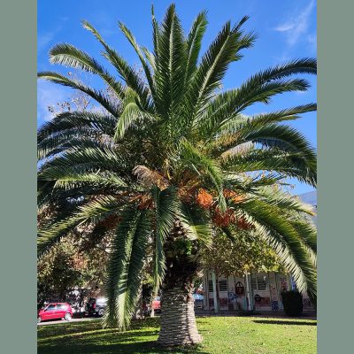 PHOENIX CANARIENSIS (CANARY ISLAND DATE PALM OR PINEAPPLE PALM)