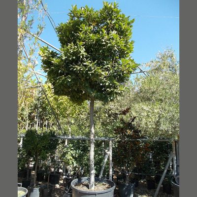 PRUNUS LAUROCERASUS TREE (COMMON CHERRYLAUREL OR ENGLISH LARUEL TREE)