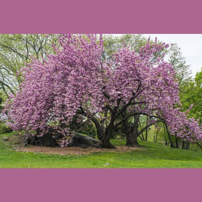 PRUNUS SERRULATA 'KANZAN' TREE (KANZAN FLOWERING CHERRY OR JAPAN CHERRY TREE)