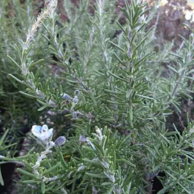 ROSMARINUS OFFICINALIS 'PUNTA DI CANNELLE' (ROSEMARY 'PUNTA DI CANNELLE')