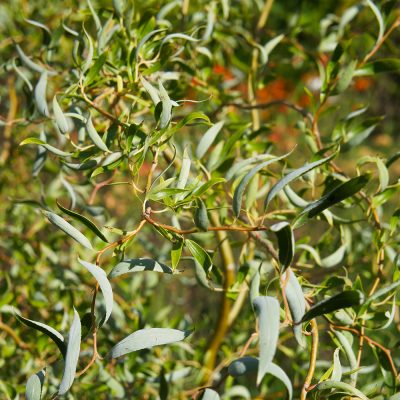 SALIX MATSUDANA 'TORTUOSA' (CORKSCREW WILLOW OR DRAGON'S CLAW WILLOW OR CONTORTED WILLOW)