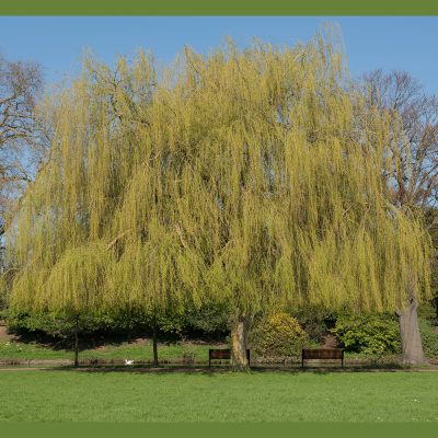 SALIX SEPULCRALIS (WHITE WEEPING WILLOW OR GLAUCOUS WEEPING WILLOW)