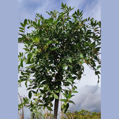 SCHINUS TEREBINTHIFOLIUS (BRAZILIAN PEPPERTREE, OR AROEIRA OR ROSE PEPPER OR BROADLEAVED PEPPER TREE OR WILELAIKI OR CHRISTMASBERRY TREE OR FLORIDA HOLLY)