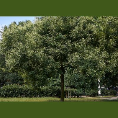 SOPHORA JAPONICA (STYPHNOLOBIUM JAPONICUM OR STYPHNOLOBIUM JAPONICUM SCHOTT OR JAPANESE PAGODA TREE)