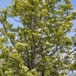 SORBUS DOMESTICA (SERVICE TREE OR SORB TREE)