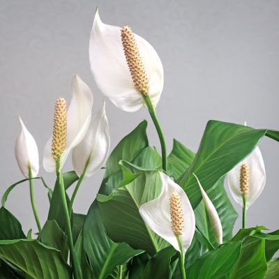 SPATHIPHYLLUM WALLISII (PEACE LILY OR WHITE SAILS OR SPATHE FLOWER)
