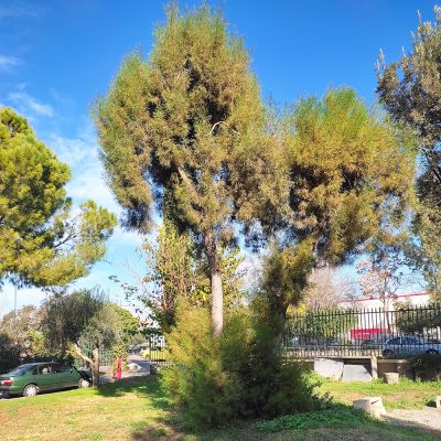TAMARIX GALLICA TREE (ΑΛΜΥΡΙΚΙ ΔΕΝΔΡΟ)