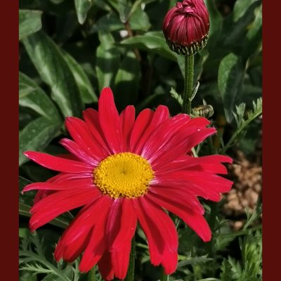 TANACETUM 'ROBINSON'S RED' (PAINTED DAISY OR PYRETHRUM 'ROBINSON'S RED')