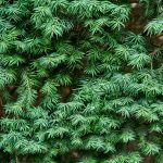 TAXUS BACCATA (YEW OR COMMON YEW OR ENGLISH YEW OR EUROPEAN YEW)