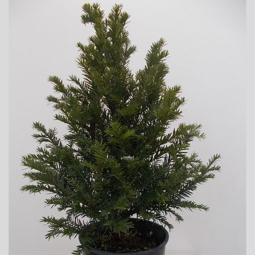 TAXUS BACCATA (YEW OR COMMON YEW OR ENGLISH YEW OR EUROPEAN YEW)