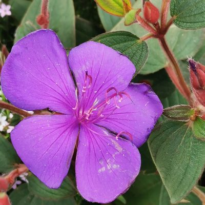 TIBOUCHINA SEMIDECANDRA (PRINCESS FLOWER OR GLORY BUSH OR LASIANDRA)