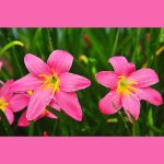 ZEPHYRANTHES GRANDIFLORA (ZEPHYR LILY OR RAIN LILY)