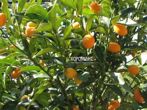 Fortunella margarita mini fusto (ΚΟΥΜ ΚΟΥΑΤ ΜΙΝΙ ΚΟΡΜΟΣ)| Φυτώρια/Γεωπονικές Επιχειρήσεις Χορομίδης: γλάστρες, φυτά, καρποφόρα, αειθαλή, φυτοχώματα, λιπάσματα, εργαλεία και είδη κήπου | Horomidis Agronomic Corp. Flower pots, plants, garden utensils and supplies, evergreens, fruit trees, fertilizer, soil