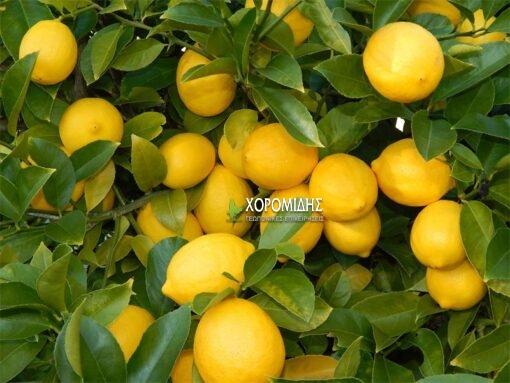 Citrus limon (ΛΕΜΟΝΙΑ) | Φυτώρια/Γεωπονικές Επιχειρήσεις Χορομίδης: γλάστρες, φυτά, καρποφόρα, αειθαλή, φυτοχώματα, λιπάσματα, εργαλεία και είδη κήπου | Horomidis Agronomic Corp. Flower pots, plants, garden utensils and supplies, evergreens, fruit trees, fertilizer, soil