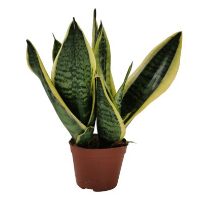 SANSEVIERIA (MOTHER-IN-LAW'S TONGUE OR DEVIL'S TONGUE OR JINN'S TONGUE OR BOW STRING HEMP OR SNAKE PLANT OR SNAKE TONGUE)