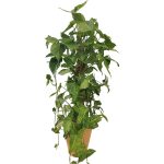 SYNGONIUM PODOPHYLLUM (ARROWHEAD PLANT OR ARROWHEAD VINE OR ARROWHEAD PHILODENDRON OR GOOSEFOOT OR NEPHTHYTIS OR AFRICAN EVERGREEN OR AMERICAN EVERGREEN)