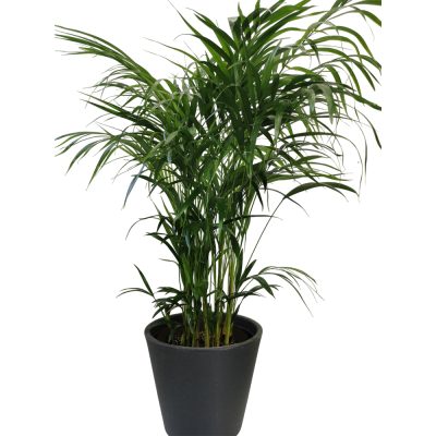 ARECA PALM OR DYPSIS LUTESCENS (BUTTERFLY PALM OR GOLDEN CANE PALM OR BAMBOO PALM OR CANE PALM OR GOLDEN BUTTERFLY PALM OR GOLDEN FEATHER PALM OR YELLOW PALM)
