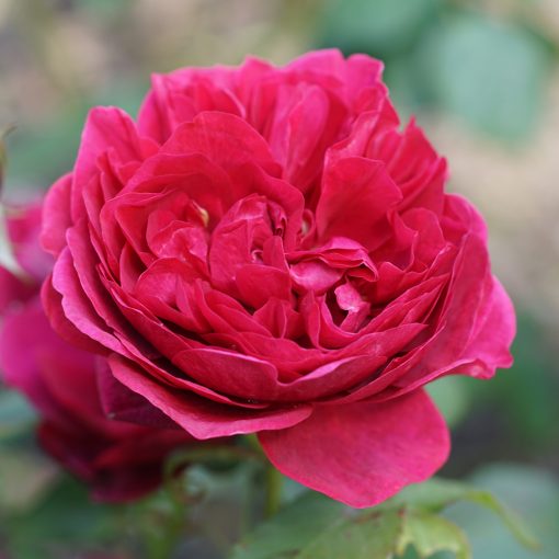 ROSA CENTIFOLIA (PROVENCE ROSE OR CABBAGE ROSE OR ROSE DE MAI)