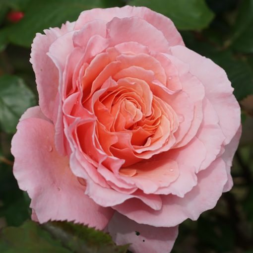 ROSA CENTIFOLIA (PROVENCE ROSE OR CABBAGE ROSE OR ROSE DE MAI)