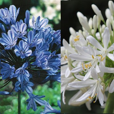 AGAPANTHUS UMBELLATUS SP. (AFRICAN LILY OR LILY OF THE NILE)
