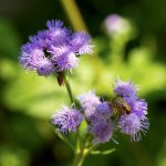 AGERATUM HOUSTONIANUM (FLOSSFLOWER OR BLUEMINK OR BLUEWEED OR PUSSY FOOT OR MEXICAN PAINTBRUSH)