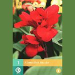 CANNA SP. (CANNA LILY)- Red Dazzler