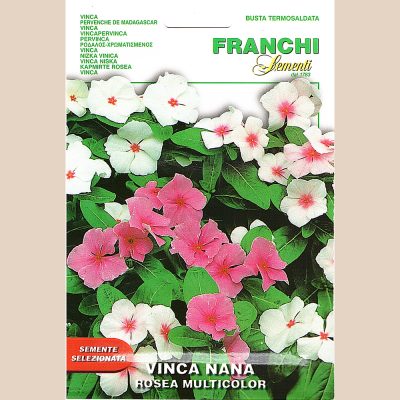 CATHARANTHUS ROSEUS (BRIGHT EYES OR CAPE PERIWINKLE OR GRAVEYARD PLANT OR MADAGASCAR PERIWINKLE OR OLD MAID OR PINK PERIWINKLE OR ROSE PERIWINKLE)