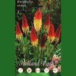 KNIPHOFIA UVARIA (TRITOMEA OR TORCH LILY OR RED HOT POKER)