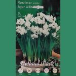 NARCISSUS SP. (ΝΑΡΚΙΣΣΟΣ)- Paper white