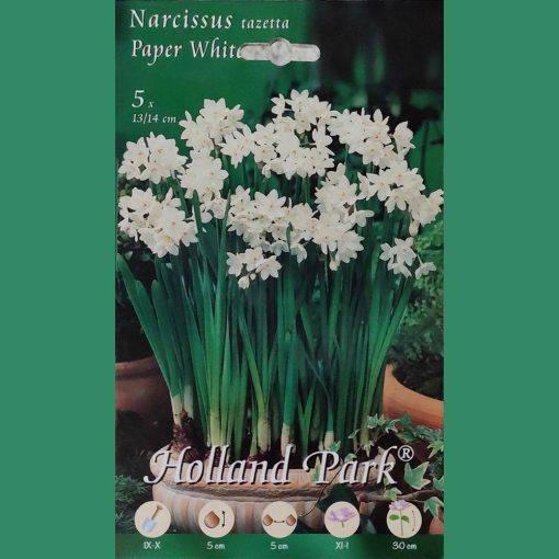 NARCISSUS SP. (ΝΑΡΚΙΣΣΟΣ)