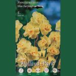 NARCISSUS SP. (ΝΑΡΚΙΣΣΟΣ)- Yellow Cheerfulness