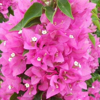BOUGAINVILLEA VERA (ΒΟΥΚΑΜΒΙΛΙΑ ΒΕΡΑ) | Φυτώρια/Γεωπονικές Επιχειρήσεις Χορομίδης: γλάστρες, φυτά, καρποφόρα, αειθαλή, φυτοχώματα, λιπάσματα, εργαλεία και είδη κήπου | Horomidis Agronomic Corp. Flower pots, plants, garden utensils and supplies, evergreens, fruit trees, fertilizer, soil