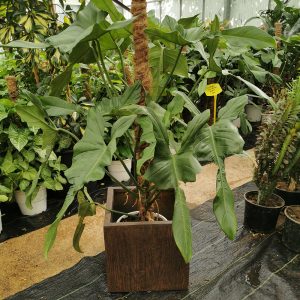 Φυτά εσωτερικού χώρου σε ντελικάτες γλάστρες (Μέρος Β')