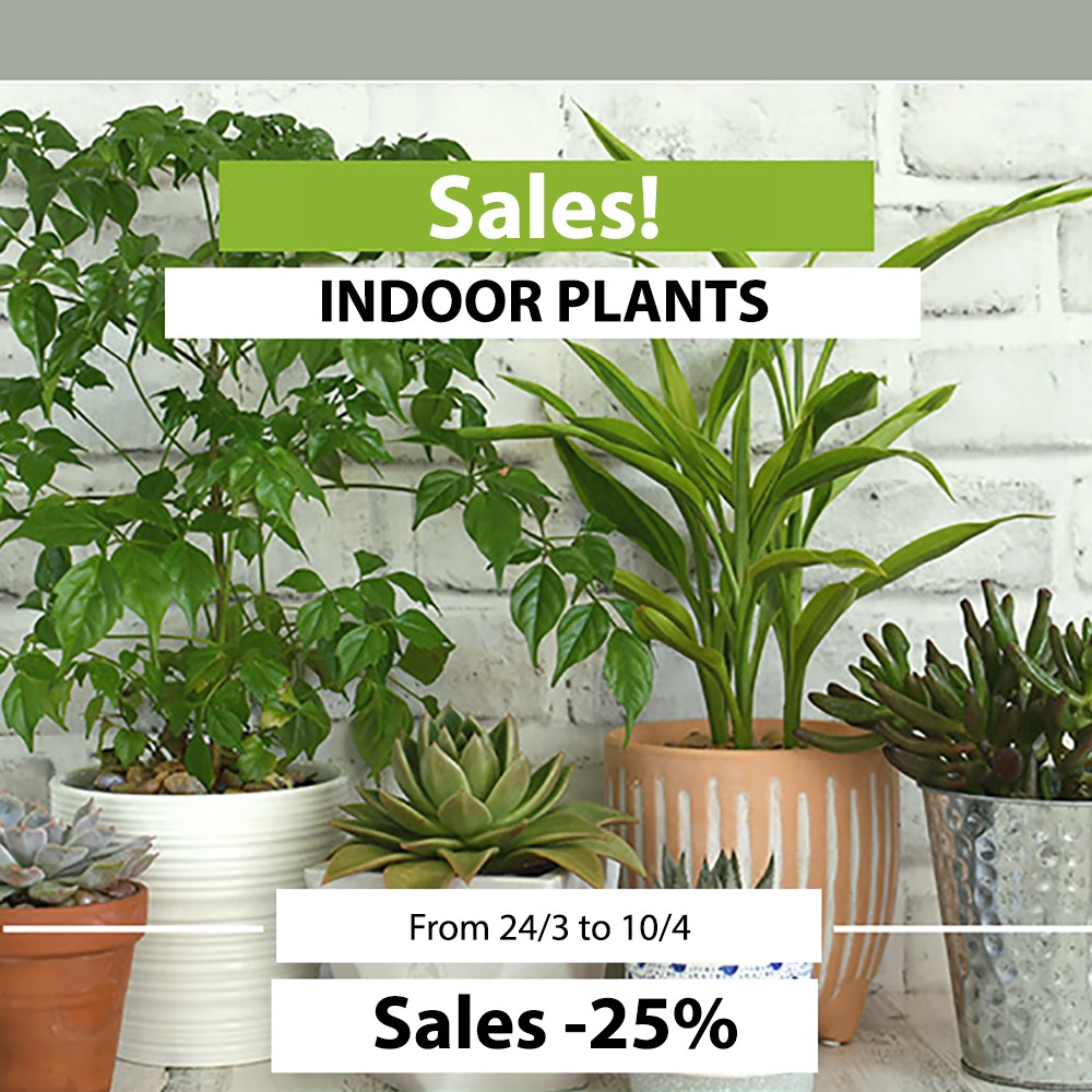24-3-23 Sales- Indoor plants -25%