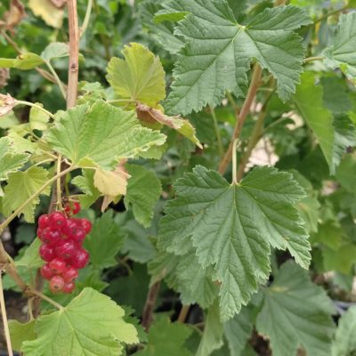 RIBES RUBRUM (REDCURRANT OR RED CURRANT)