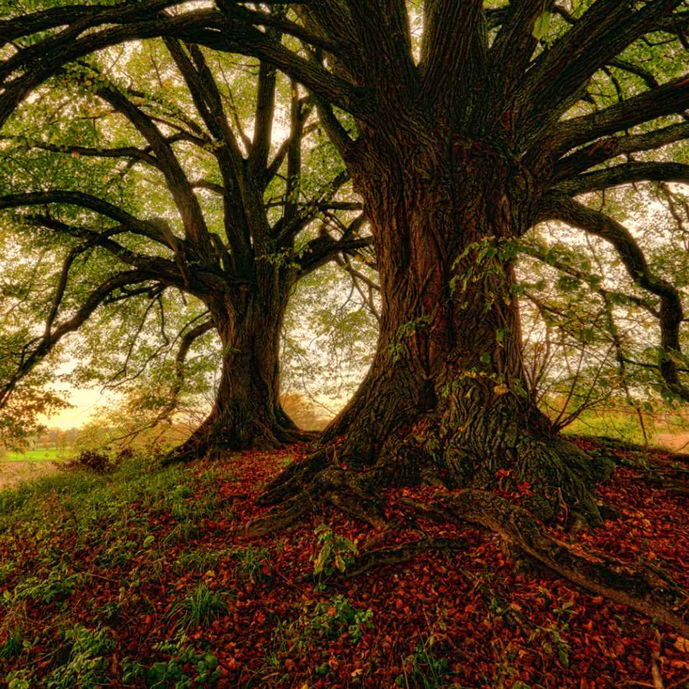 Τα πέντε δέντρα που θα σας χαρίσουν πλούσια φυσική σκιά