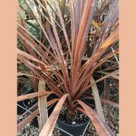 CORDYLINE AUSTRALIS 'RED' (RED CABBAGE TREE)